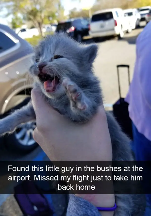 A woman holding a gray kitten photo with caption - Found this little guy in the bushes at the airport. Missed my flight just to take him back home