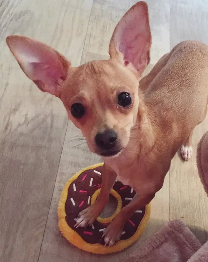 A Chiweenie standing on the floor with its front legs on top of a donut pillow
