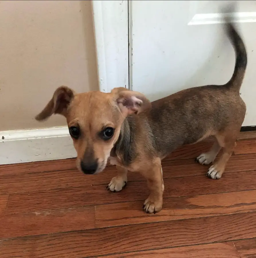 A Chiweenie standing on the floor