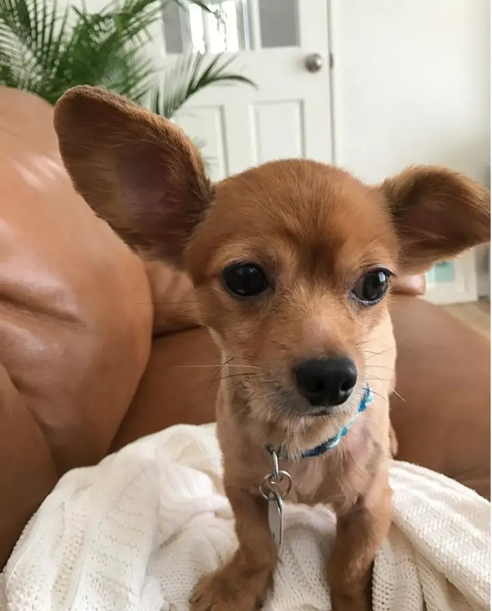 An adorable Chiweenie standing on top of the couch with its one ear up