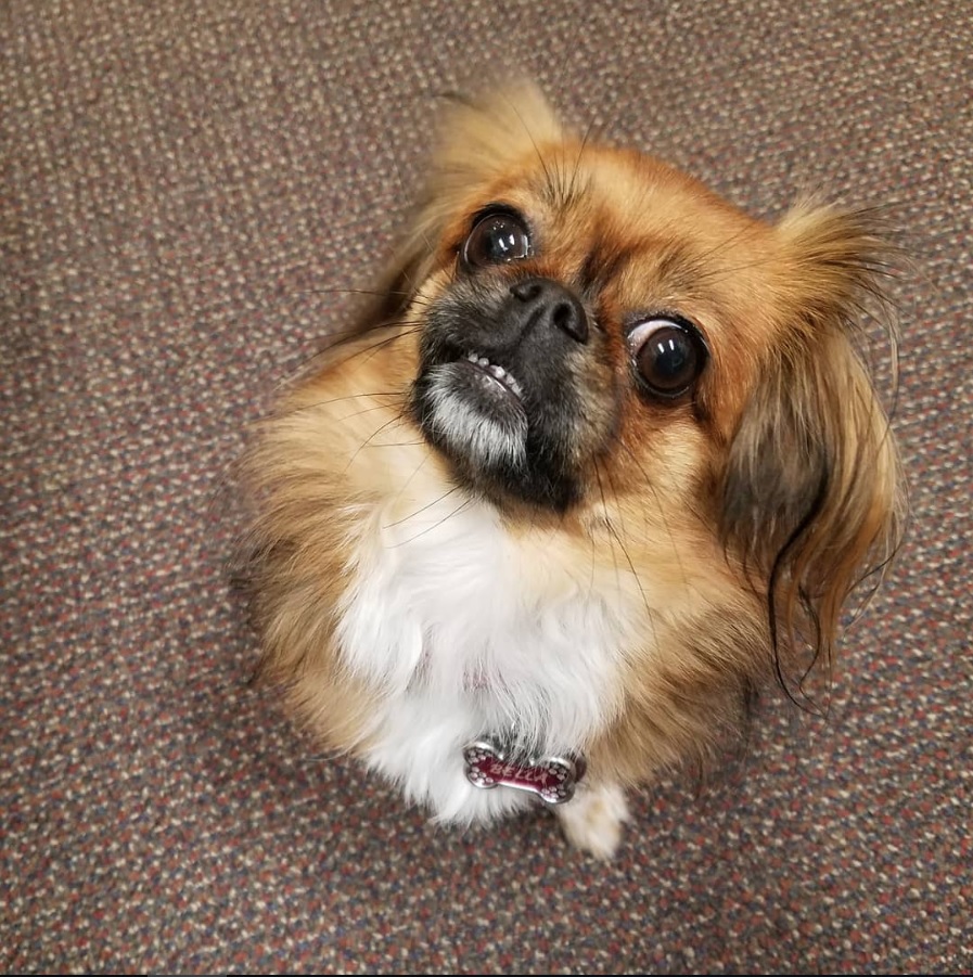 Pekachi sitting on the floor with its scared face