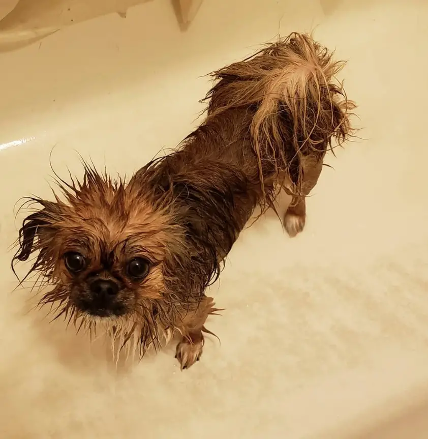 wet Pekachi standing inside the bathtub