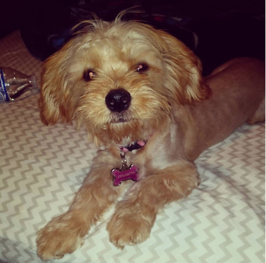 A Poochie lying on the bed