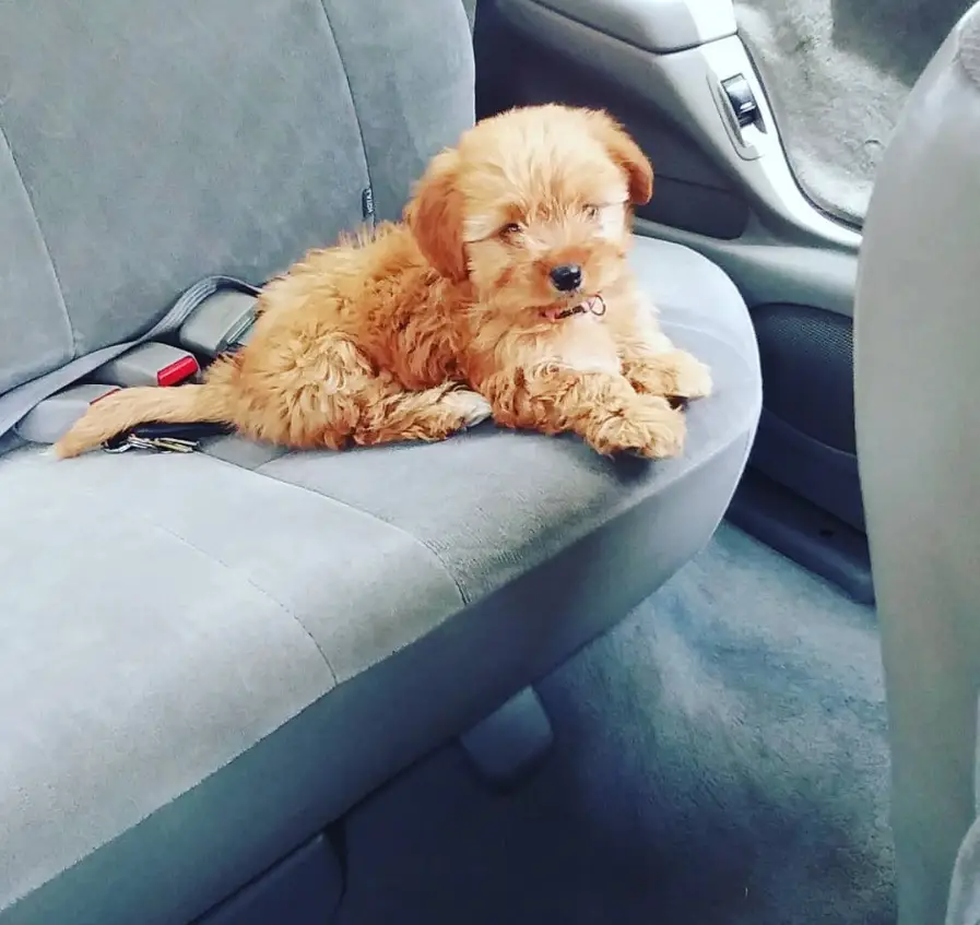 A Poochie puppy lying in the backseat inside the car