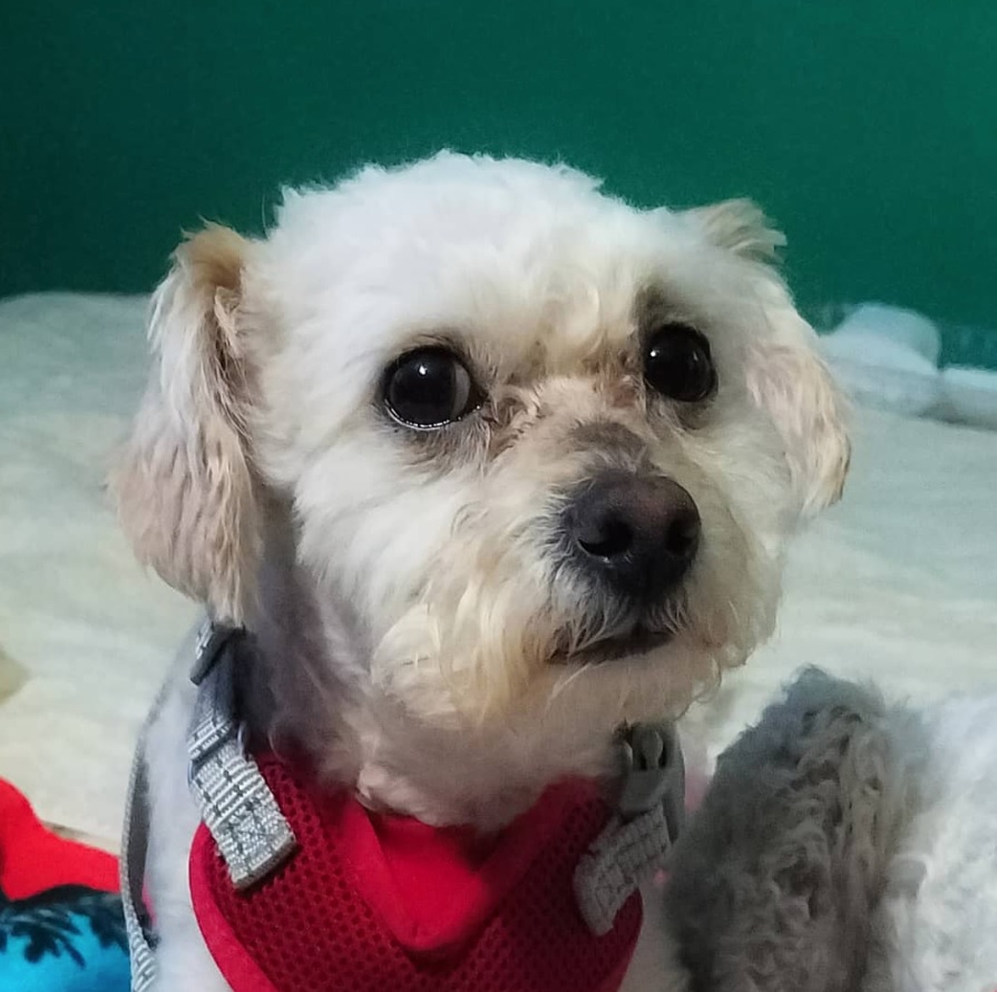 A Choodle sitting on the bed