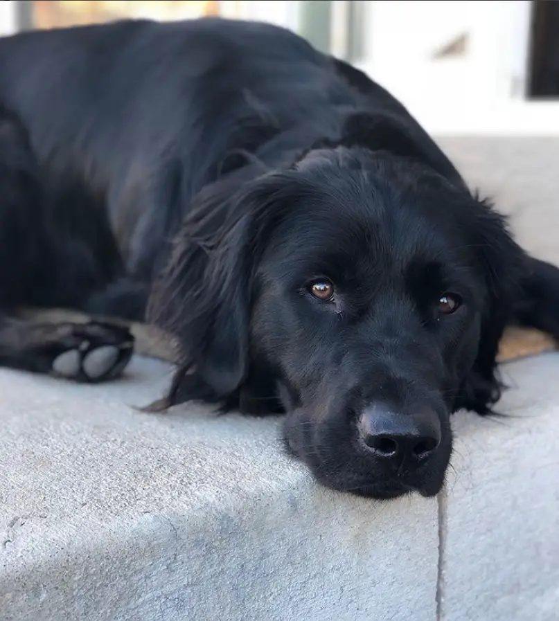 A Black Golden Retriever lying in the front porch