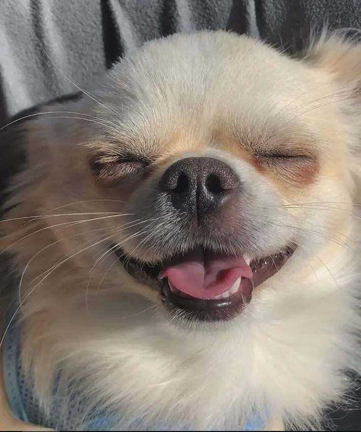 Chihuahua smiling with its closed eyes