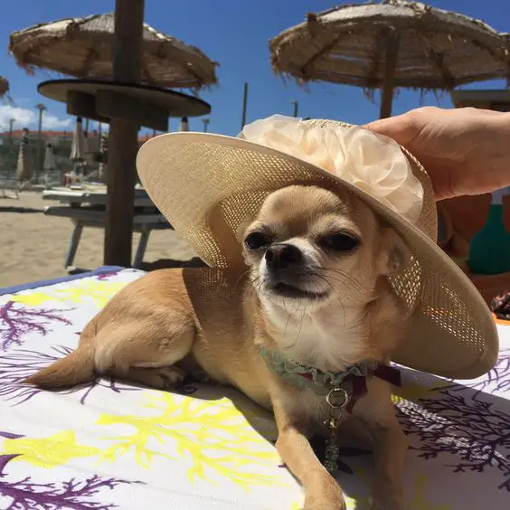 Chihuahua wearing a cap while lying on the towel at the beach under the sun