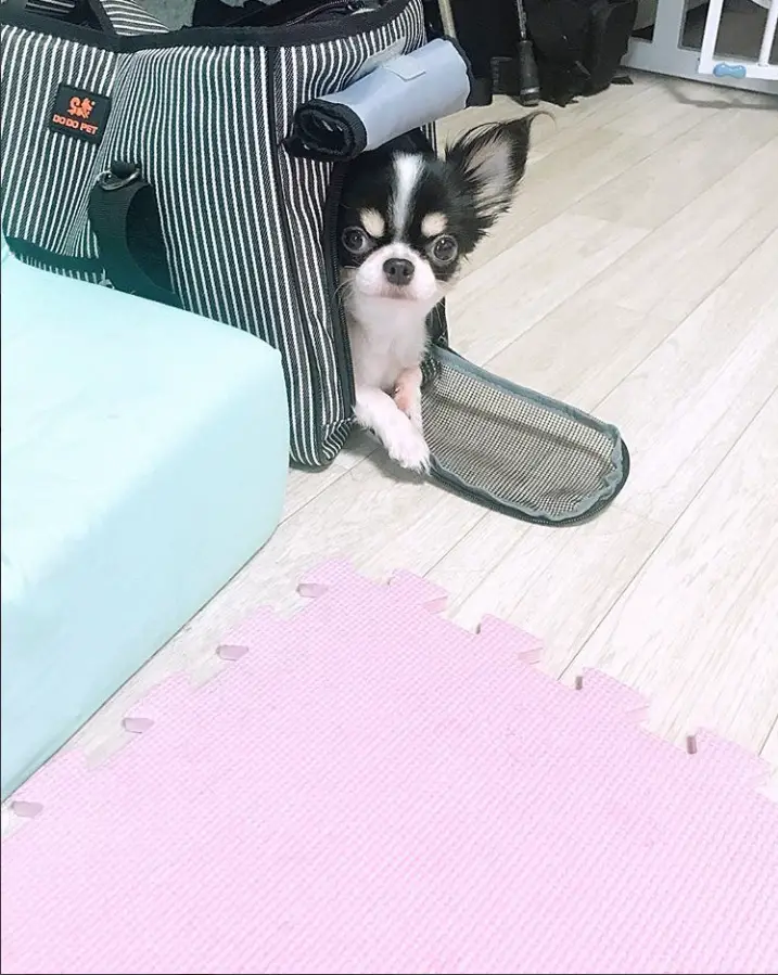 Chihuahua peeking from its fabric crate