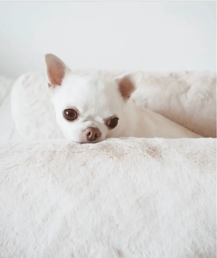 Chihuahua puppy on the bed