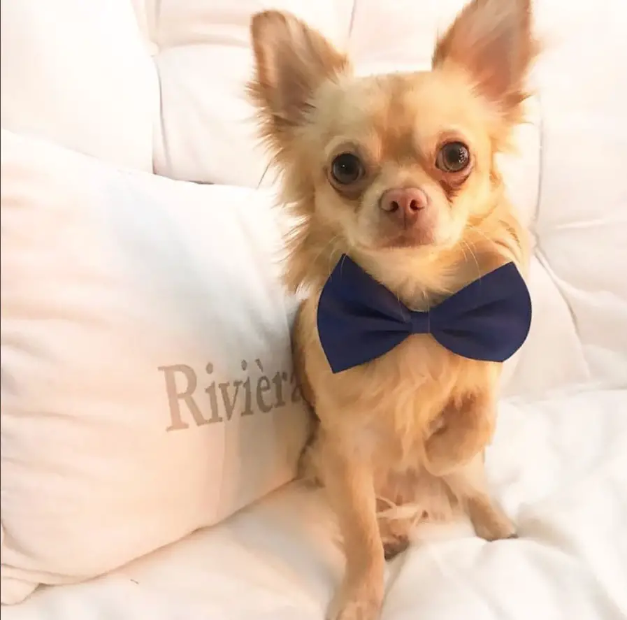Chihuahua on the bed wearing a blue ribbon neck tie