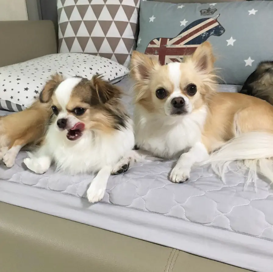 two Chihuahuas lying on its bed