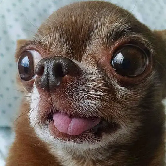 face of a Chihuahua with its small tongue out