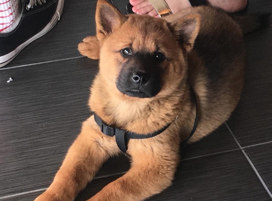 red Chow-Husky lying down on the floor while looking up with its curious face