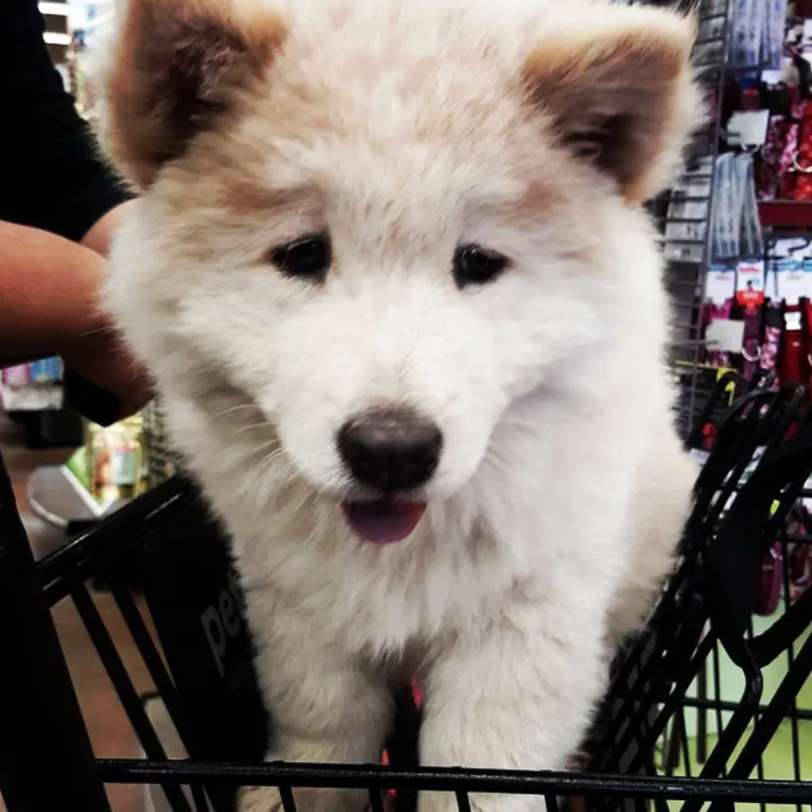 white and brown Chusky sitting inside a shopping cart