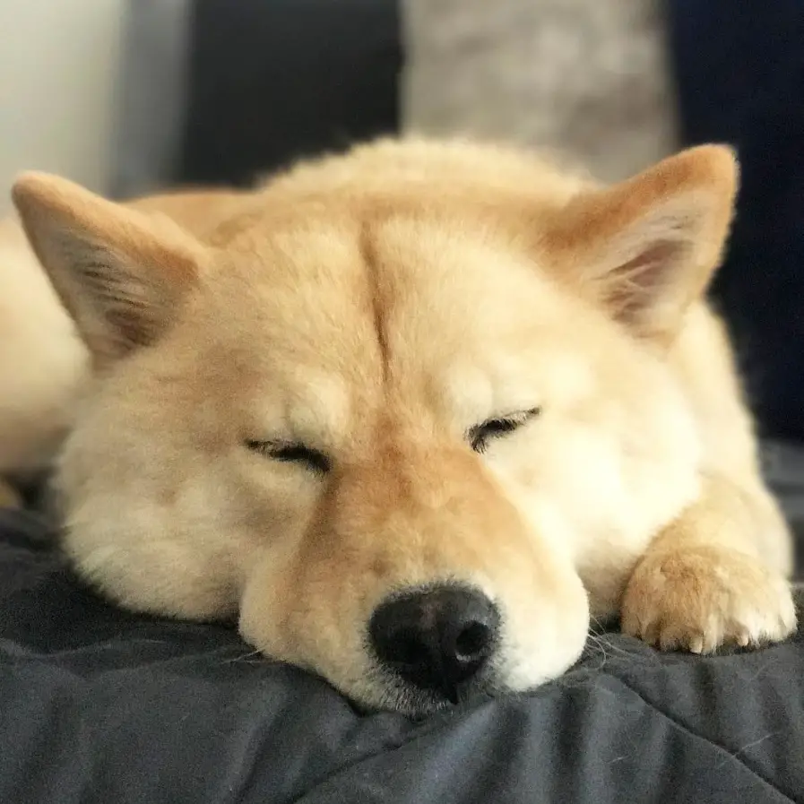 yellow Chusky face lying down on the bed while sleeping soundly