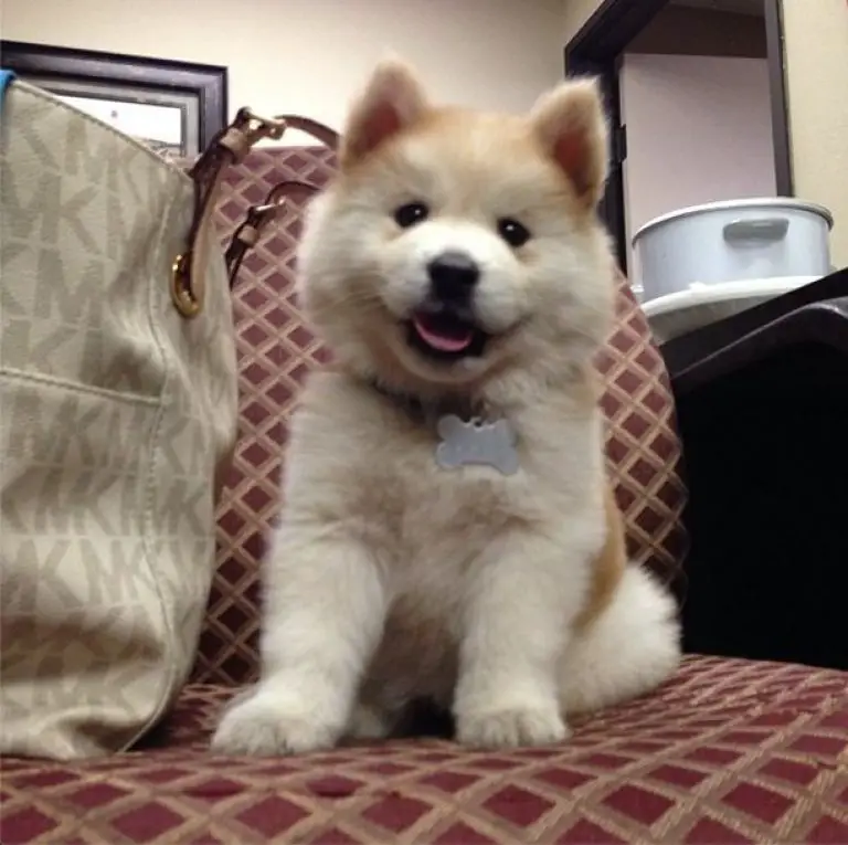 Chow-Husky with white and yellow fur sitting on the couch next to a bag