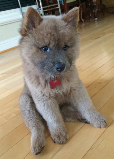 brown Chusky puppy sitting on the wooden floor