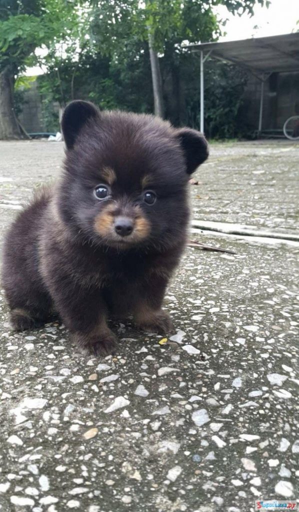 chow chow husky puppy