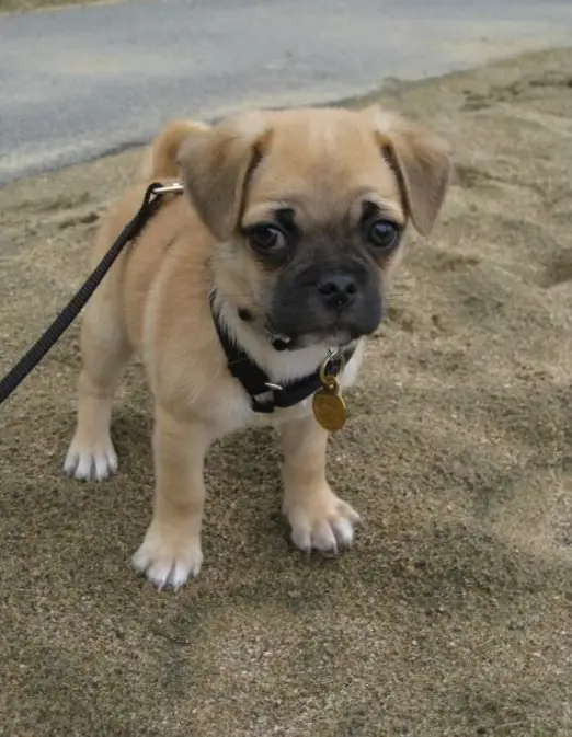 A Chug standing in the sand