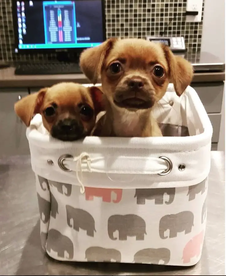 two Chug puppies inside the basket