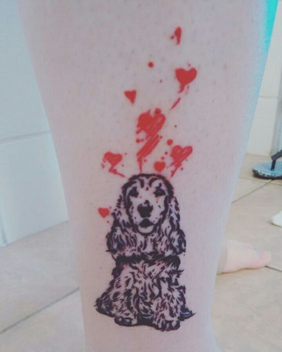 sitting Cocker Spaniel looking up at the red hearts tattoo on the leg