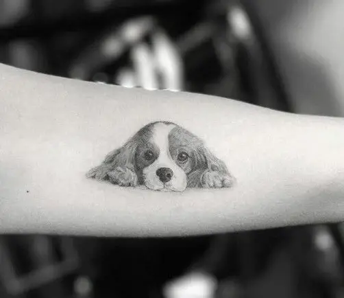 cute face of lying down Cocker Spaniel Tattoo on the forearm