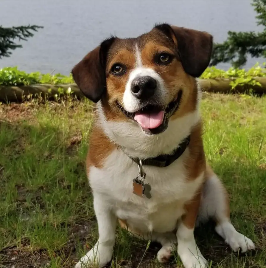 Beagle Corgi Mix sitting on the grass by the lake while smiling