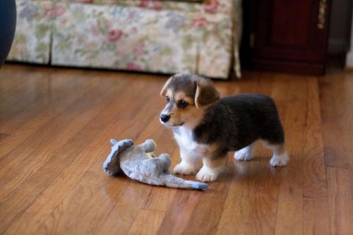 Beagi puppy standing on the floor with its stuffed toy