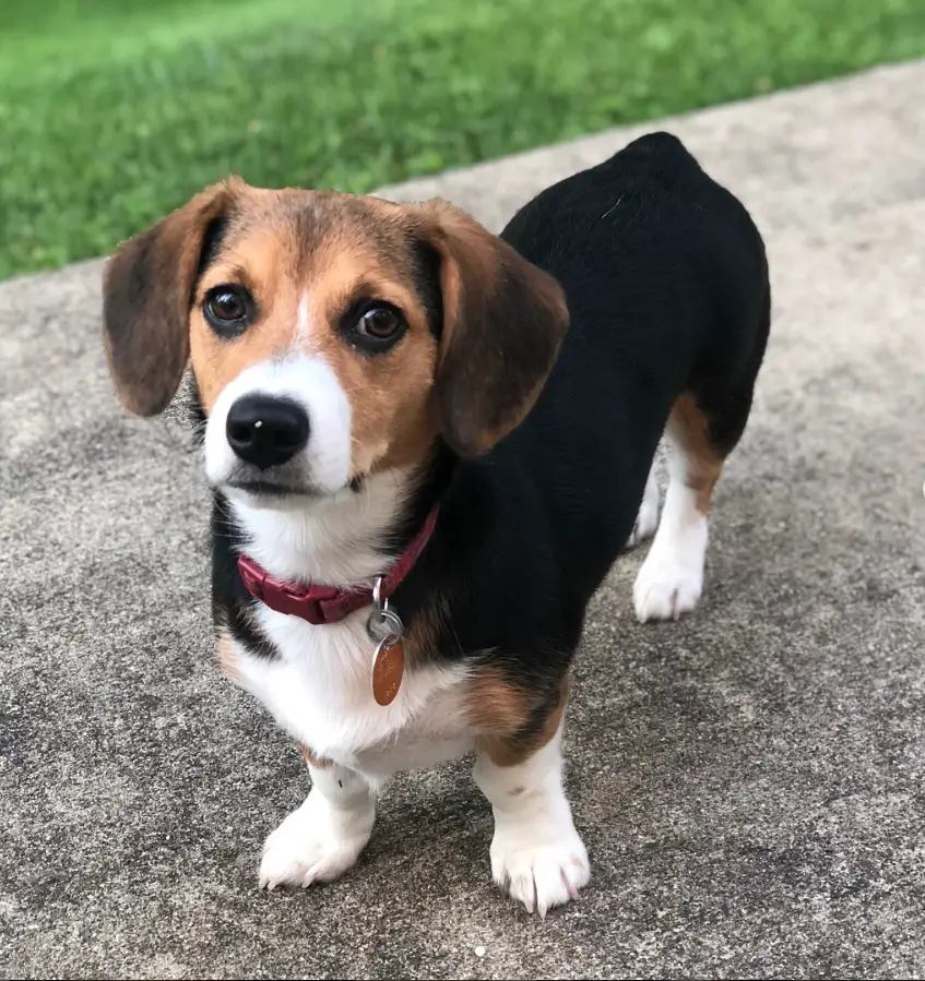A Corgi Beagle Mix standing on the pavement