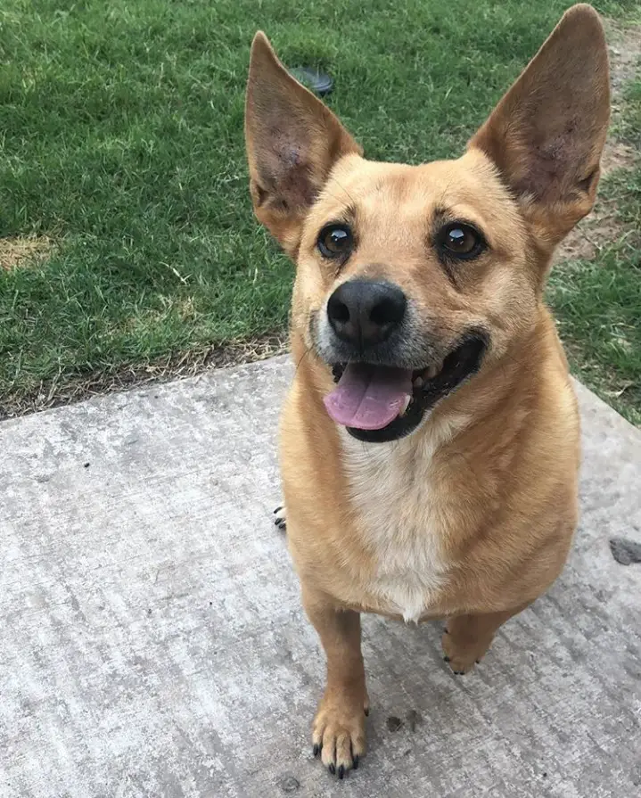 A Dachshund Corgi mix sitting on the pavement in the yard while smiling