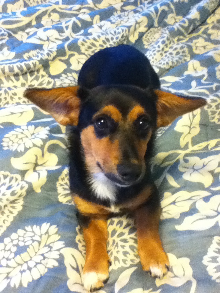 A Dorgi lying on the bed