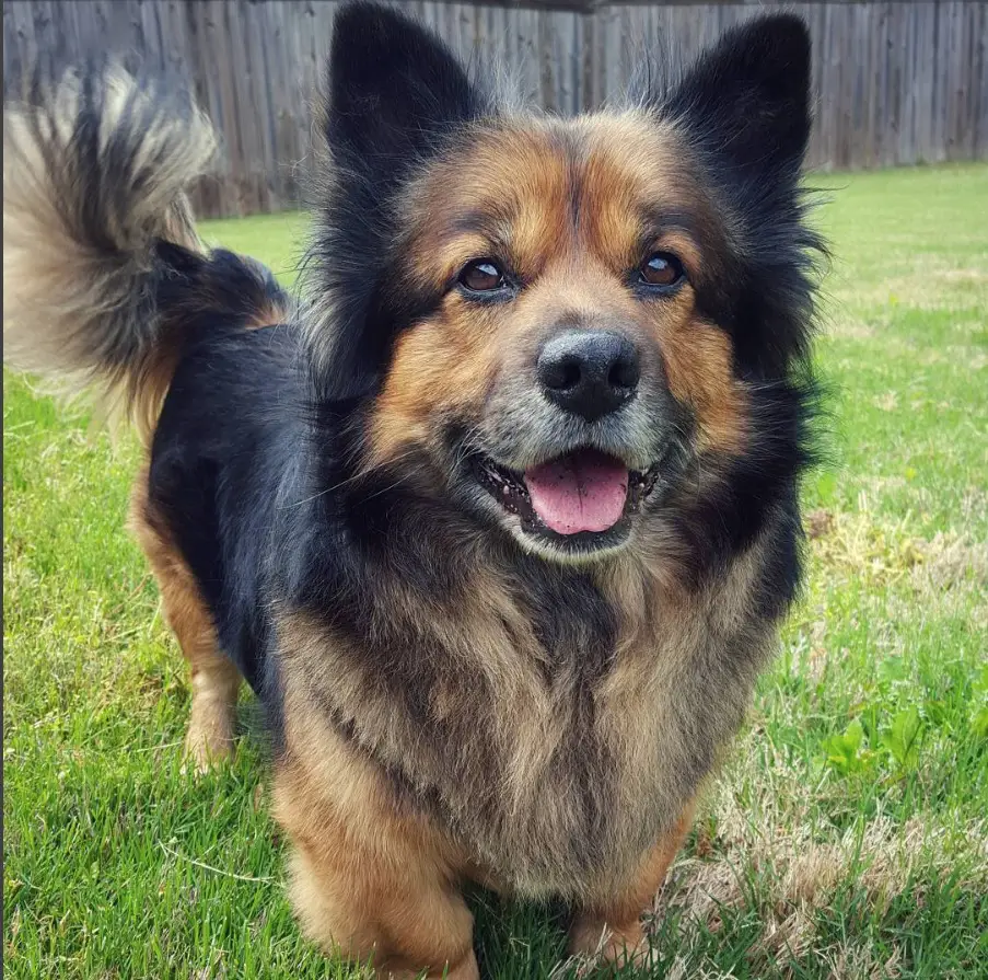 15 German Shepherd Mixes That Are Too Cute To Be