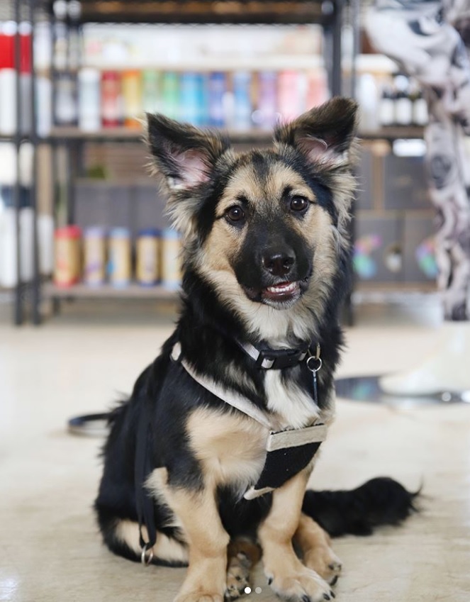 A Corgi German Shepherd mix sitting on the floor