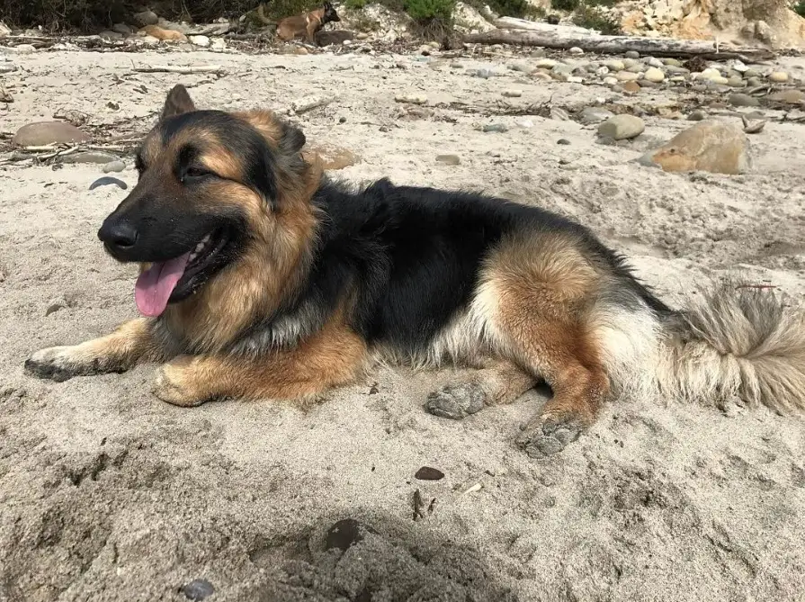 A Corgi German Shepherd mix lying in the sand with its tongue out