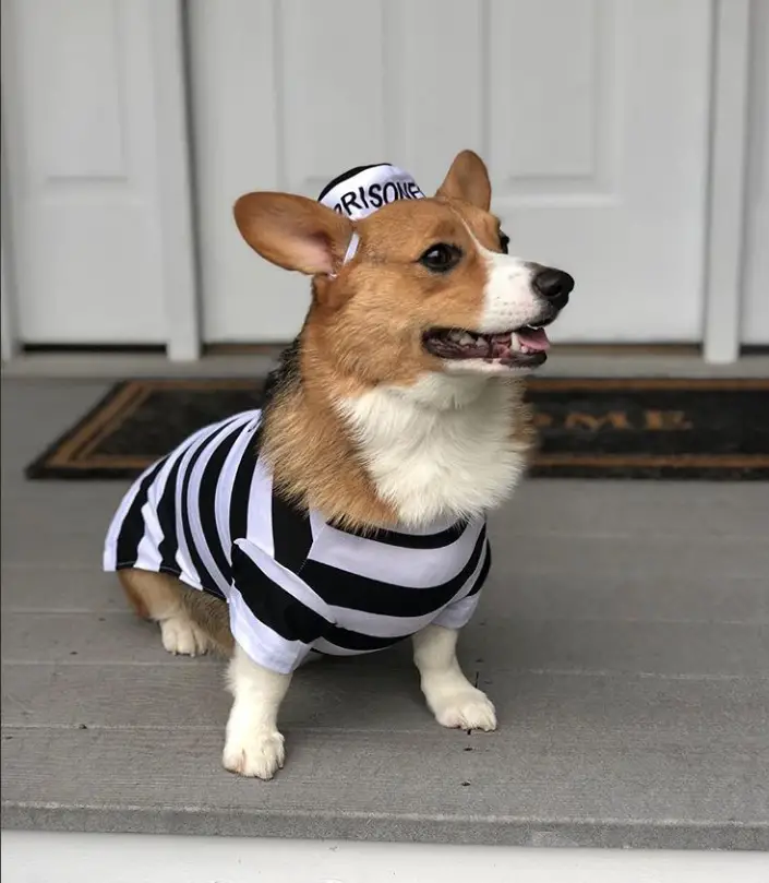 a corgi in prisoner costume while sitting in the front porch