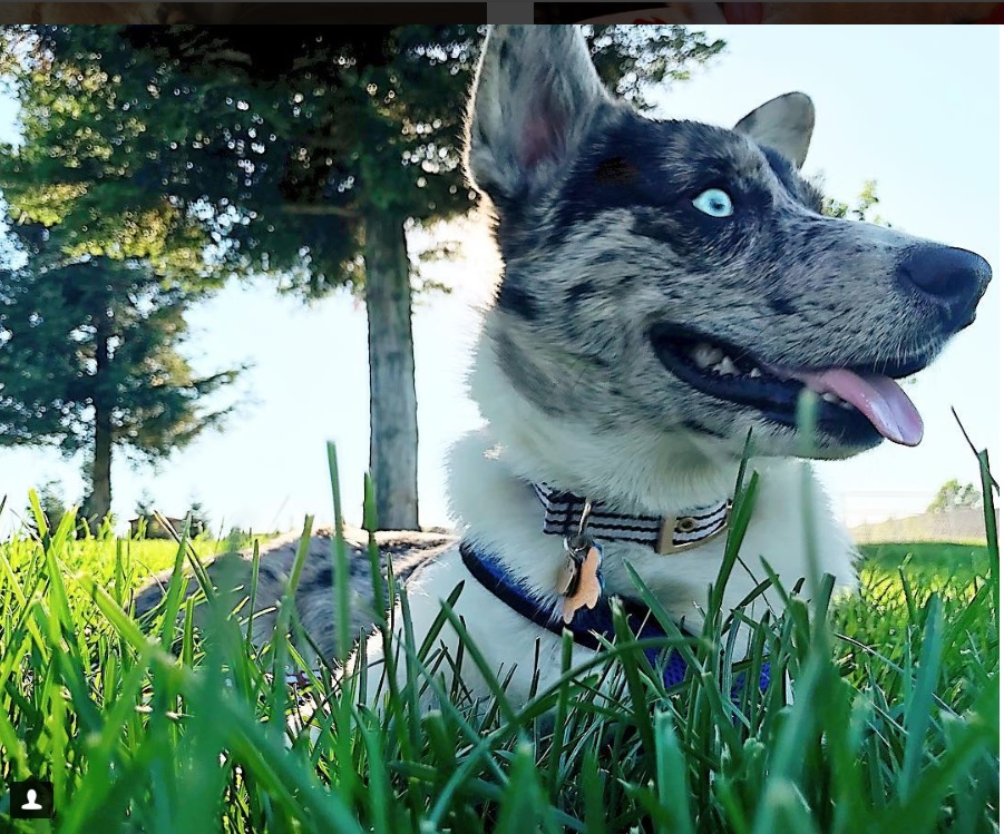 Siborgi lying down on the green grass with tall trees behind him