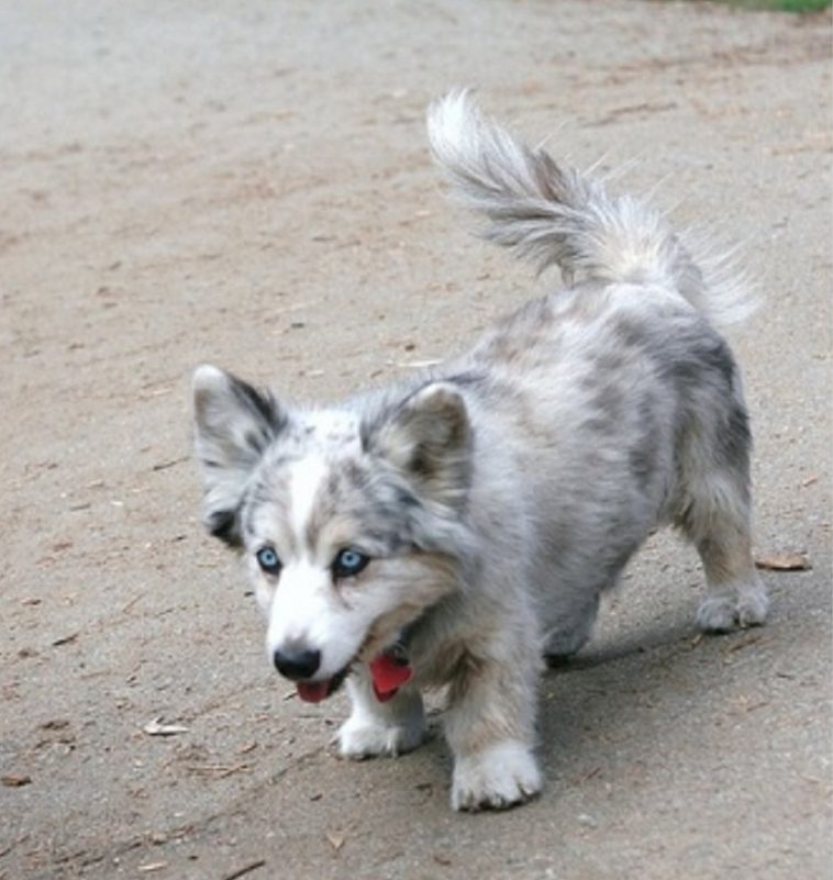 fluffy Siborgi walking on the concrete