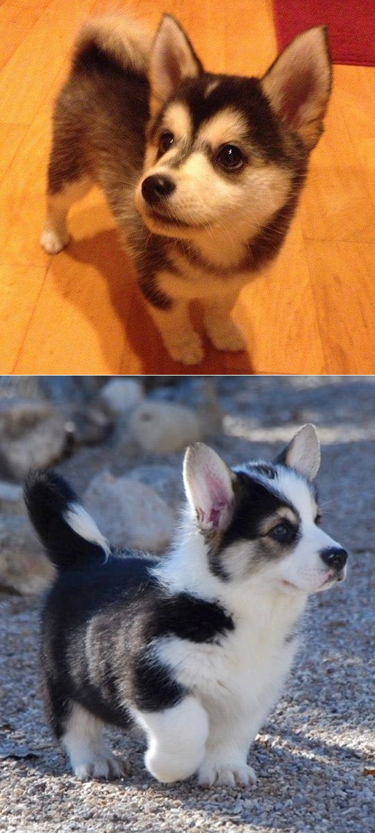 two photos of Horgi puppy