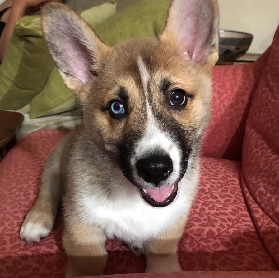 Horgi puppy sitting on the sofa while smiling