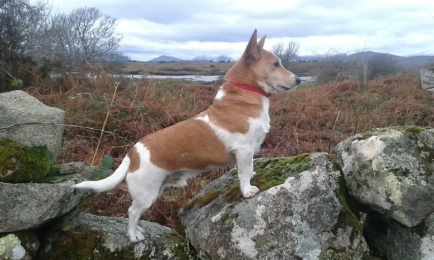 A Corgi Jack Russell Mix standing sideways on top of the rock