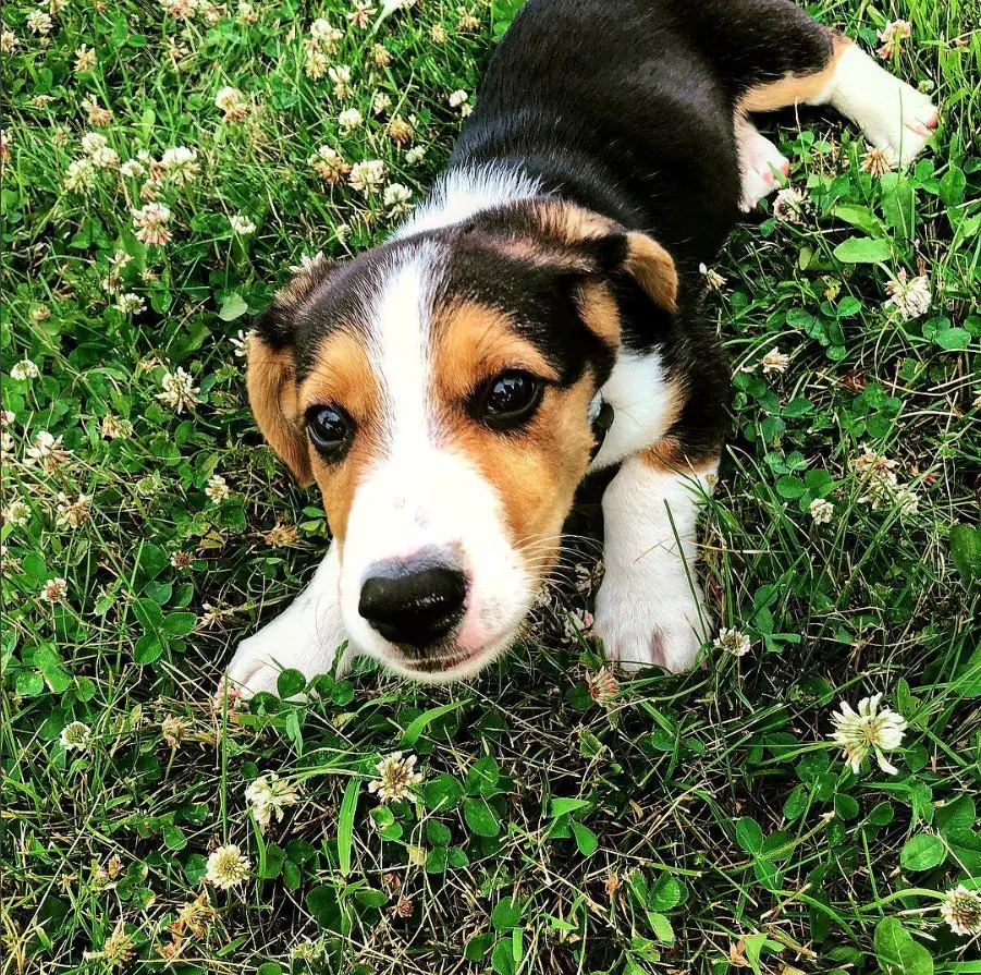 Beagle mixed with Corgi puppy lying on the grass with small white flowers