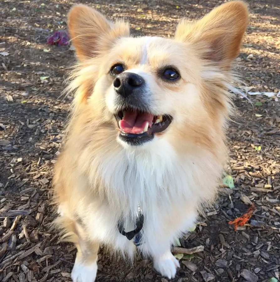 Corgi Pomeranian mix sitting on the ground while looking up and smiling