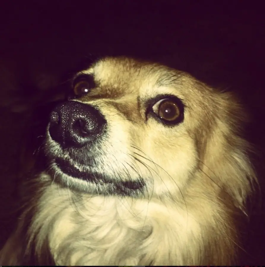 face of a Corgi Pomeranian mix dog at night