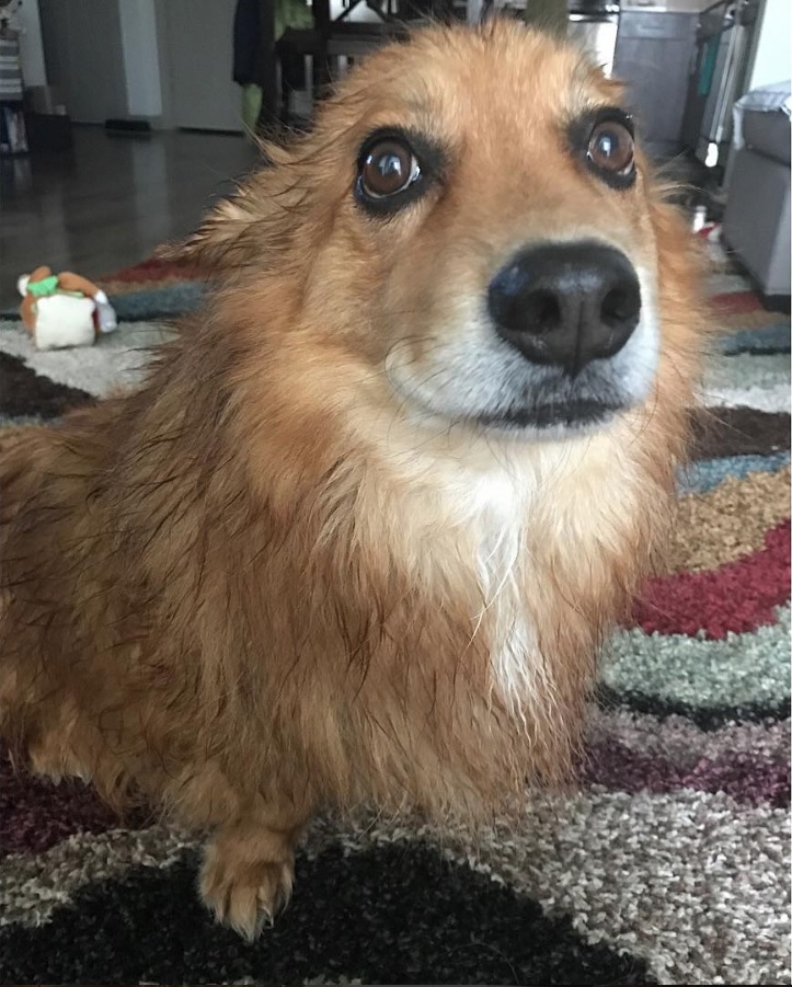 Corgi Pomeranian mix dog standing on the carpet while looking up