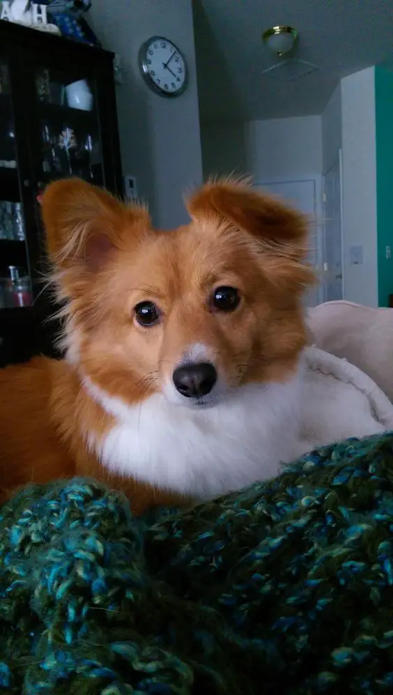 The 16 Cutest Corgi Pomeranian Mixes in The World – Page 5 – The Paws