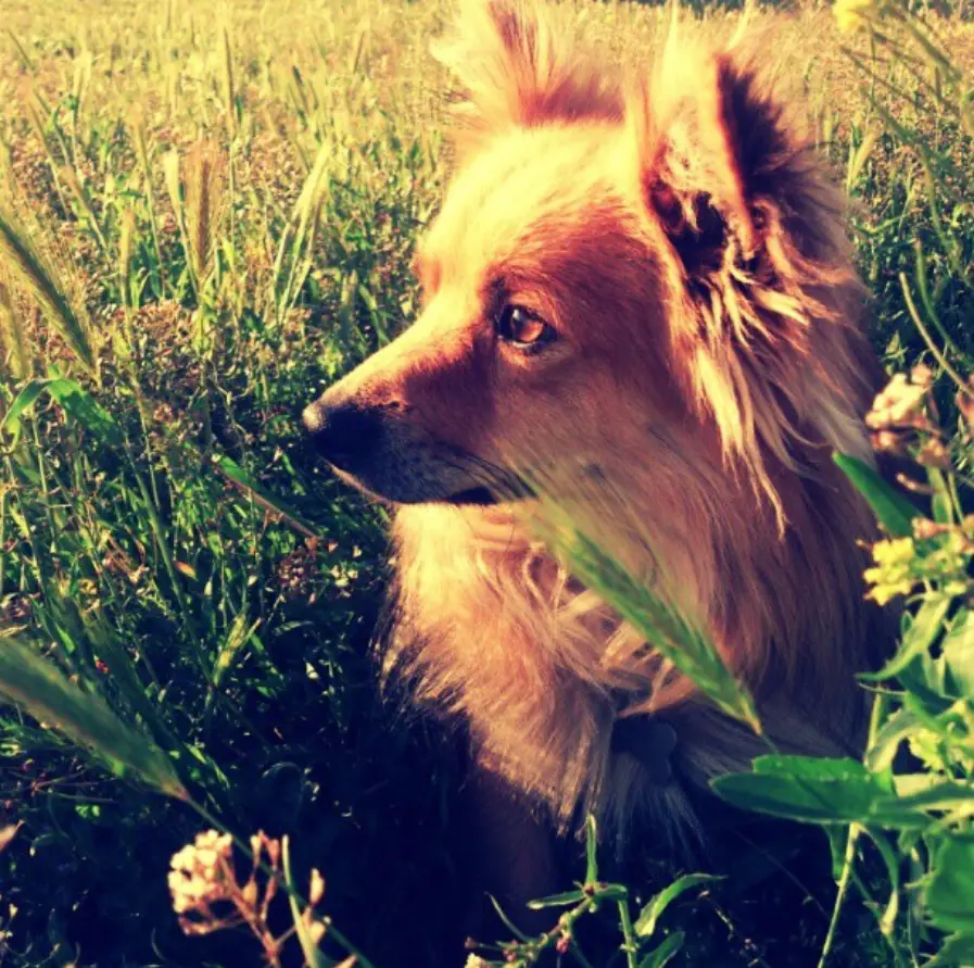 Corgi and Pomeranian mix sitting in between the field of green grass while looking sideways