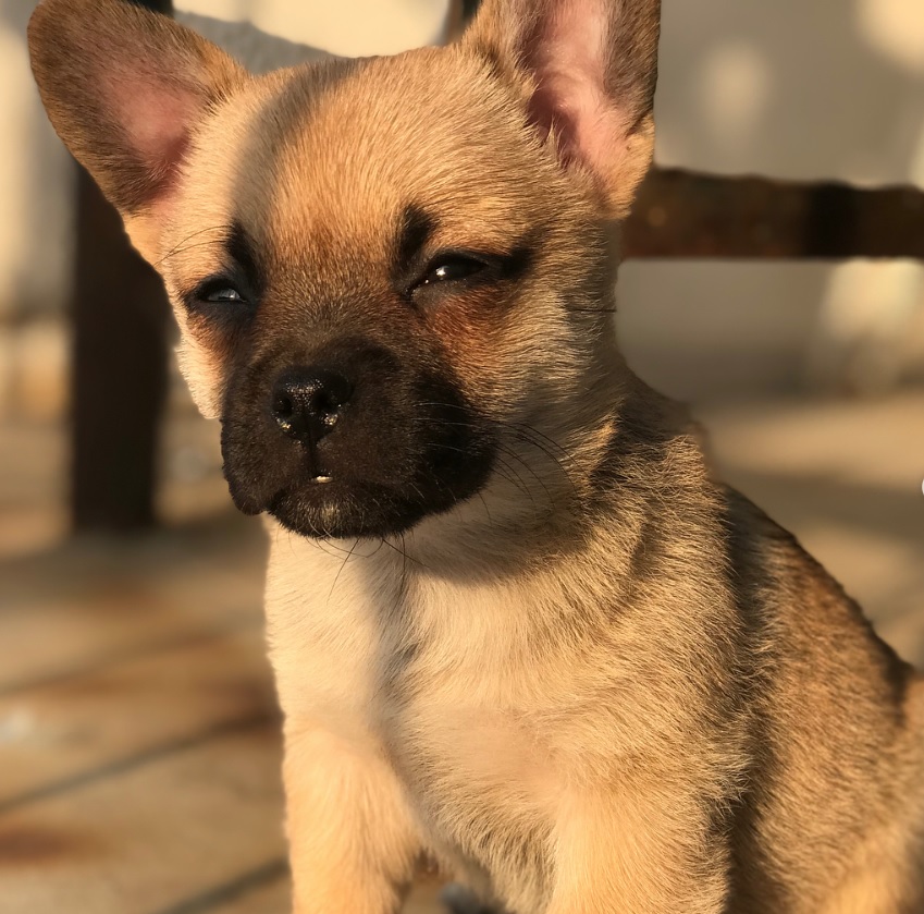 A Corgi Pug Mix puppy sitting on the floor with its sleepy face