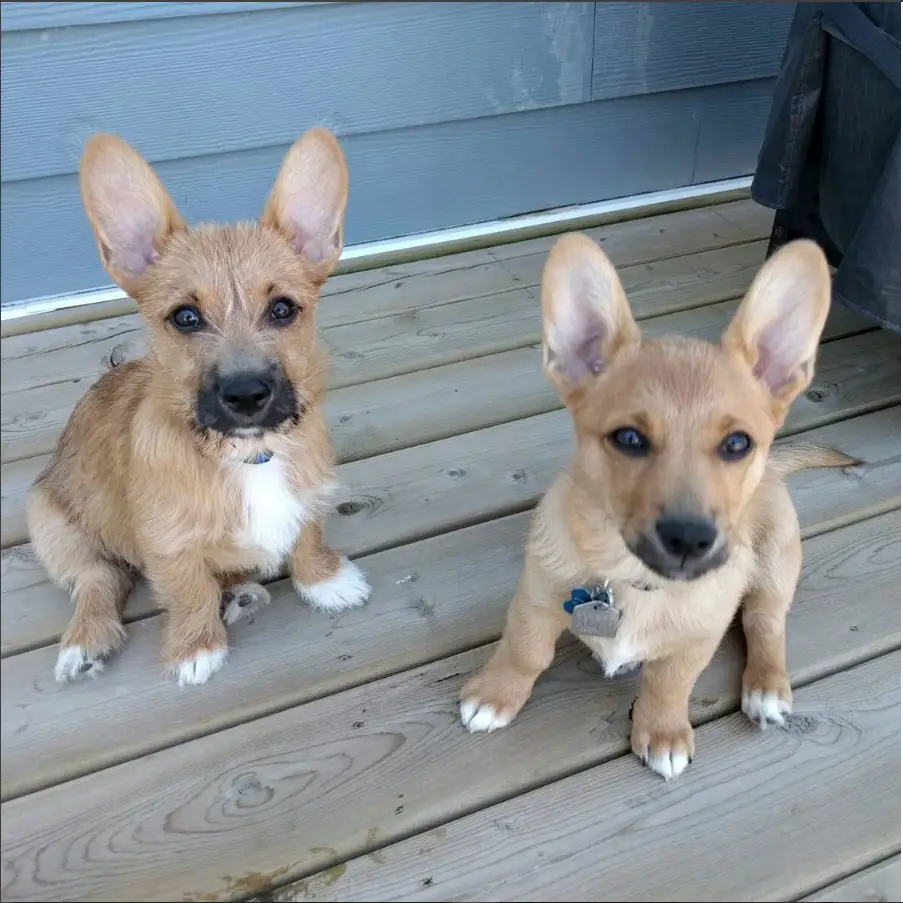Two Corgi Terrier Mix puppies sitting on the wooden floor