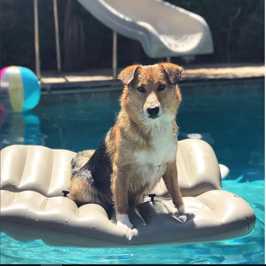 Beagi sitting on the floatie floating in the pool